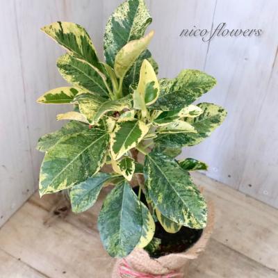 アポロゴムの木の商品一覧 通販 - Yahoo!ショッピング