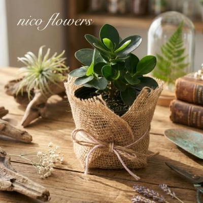 コパンダガジュマルのおすすめ人気ランキングTOP100 - Yahoo!ショッピング