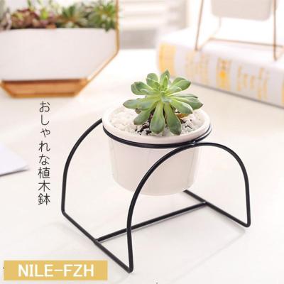 多肉植物の商品一覧 通販 - Yahoo!ショッピング 多肉植物の商品一覧 通販 - Yahoo!ショッピング