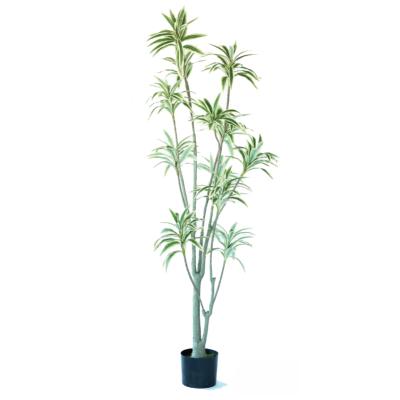 ソングオブジャマイカ　幹極太　陶器鉢付き ソングオブジャマイカ 幹極太 陶器鉢付き