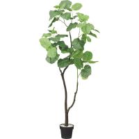 グリーン Ql パキラ ニトリ 1年保証 玄関先迄納品 ニトリ Yahoo 店 通販 Yahoo ショッピング