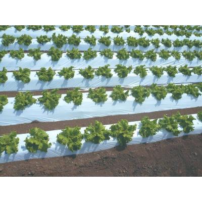 マルチシート ツートンマルチシートWB 辻野プラスチック工業 黒マルチ 【通販