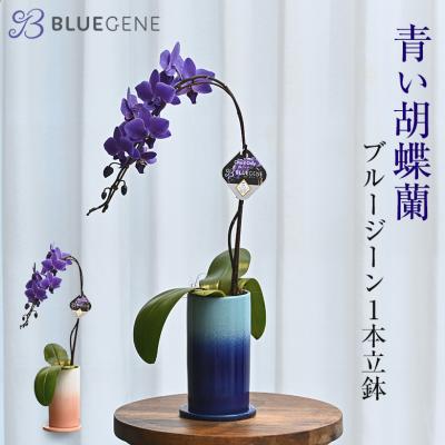 胡蝶蘭（鉢花）｜生花 | 花、ガーデニング のおすすめ人気商品一覧