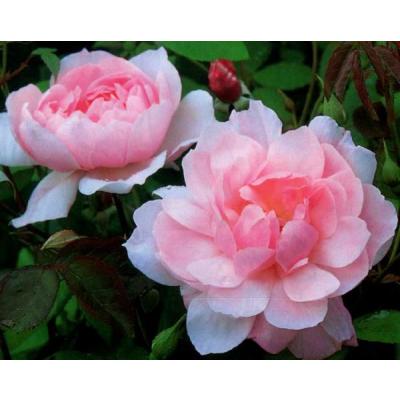 大神ファームYahoo!店 - 英・イングリッシュローズ David Austin
