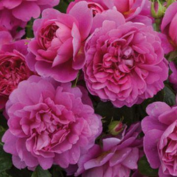 大神ファームYahoo!店 - 英・イングリッシュローズ David Austin