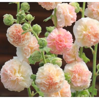 タチアオイ八重のおすすめ人気商品一覧 通販 - Yahoo!ショッピング