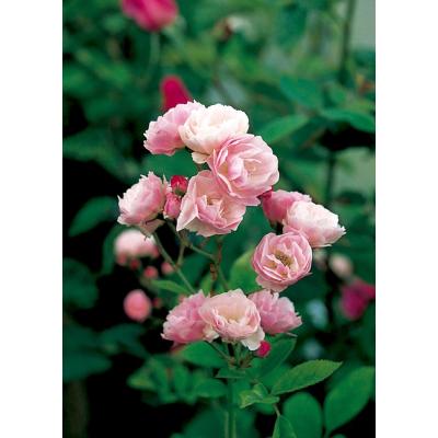 つるバラ苗（苗） | 花、ガーデニング の商品一覧 通販 - Yahoo