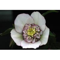 クリスマスローズ ピコティのおすすめ人気商品一覧 通販 - Yahoo