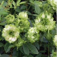 バラ苗 鉢植え6寸 22 オリエンタル エクレール Oriental Eclaire 四季咲き 国産ノイバラ台木使用 オリエンタルエクレール Orientaleclaire Yo Meru コマツガーデン Yahoo 店 通販 Yahoo ショッピング