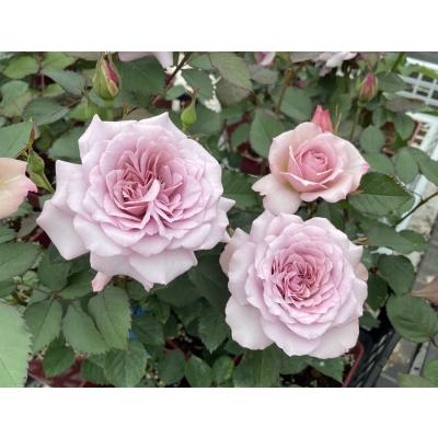 大神ファームYahoo!店 - 日・F&G ROSE｜Yahoo!ショッピング