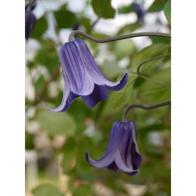 クレマチス 壺型のおすすめ人気商品一覧 通販 - Yahoo!ショッピング