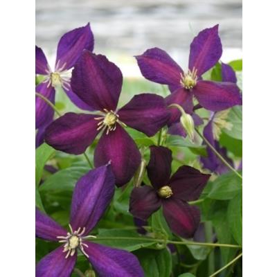 クレマチス 紫（苗） | 花、ガーデニング のおすすめ人気商品一覧 通販