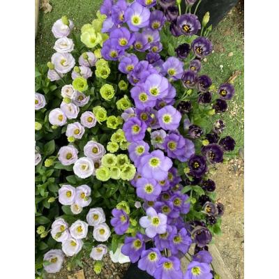 トルコキキョウ 苗のおすすめ人気商品一覧 通販 - Yahoo