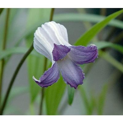 クレマチス 壺型（花の苗）｜苗 | 花、ガーデニング のおすすめ人気