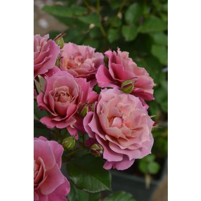 大神ファームYahoo!店 - 日・ロサ オリエンティス Rosa Orientis