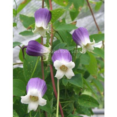 クレマチス 壺型（花の苗）｜苗 | 花、ガーデニング の商品一覧 通販