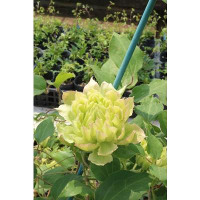 クレマチス 壺型（花の苗）｜苗 | 花、ガーデニング のおすすめ人気