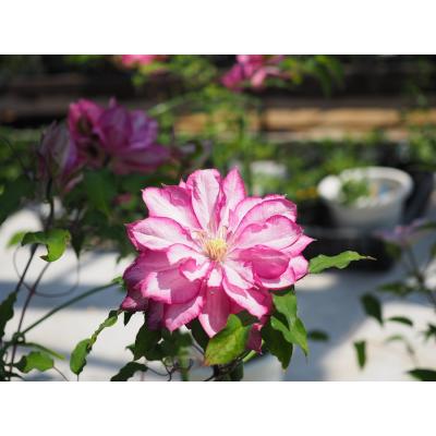 クレマチス ピンクのおすすめ人気商品一覧 通販 - Yahoo