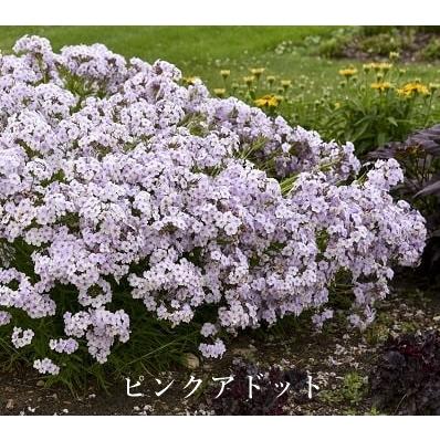宿根カスミソウ（花の苗）｜苗 | 花、ガーデニング のおすすめ人気商品