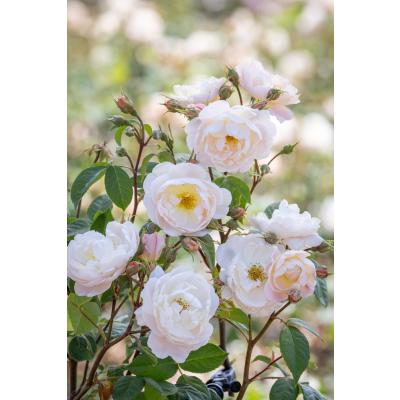 バラ イングリッシュローズ 白（花の苗）｜苗 | 花、ガーデニング の