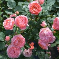 予約販売 バラ苗 バラ大苗 ロサ オリエンティス トロイメライ 品種登録出願中 四季咲き ピンク 薔薇 ばら Hao 2月下旬以降発送 Z フラワーネット日本花キ流通 通販 Yahoo ショッピング