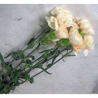 切り花 生花 切花 デンファレ白ビッグホワイトなど5本 272 Big W 005 プリティ マーメイド 通販 Yahoo ショッピング