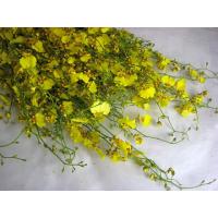 切り花 生花 切花 デンファレ白シンガポールホワイトなど5本 ご自宅用 272 White 005 プリティ マーメイド 通販 Yahoo ショッピング