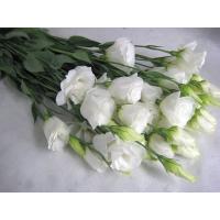 切り花 生花 切花 デンファレ白シンガポールホワイトなど5本 ご自宅用 272 White 005 プリティ マーメイド 通販 Yahoo ショッピング