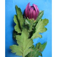 切り花 生花 切花 デンファレ白シンガポールホワイトなど5本 ご自宅用 272 White 005 プリティ マーメイド 通販 Yahoo ショッピング