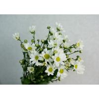 切り花 生花 切花 デンファレ白シンガポールホワイトなど5本 ご自宅用 272 White 005 プリティ マーメイド 通販 Yahoo ショッピング