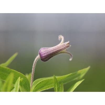 クレマチス　アルビコマ　大木ナーセリー クレマチス アルビコマ 正規品 大木ナーセリー