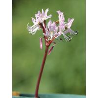 大木ナーサリー - Yahoo!ショッピング