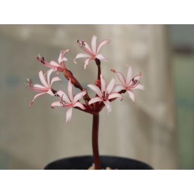 大木ナーサリー - 球根類｜Yahoo!ショッピング