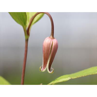 大木ナーサリー - クレマチス｜Yahoo!ショッピング