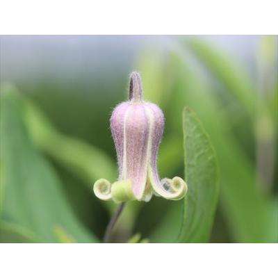 クレマチス　アルビコマ　大木ナーセリー　正規品　レア品種 クレマチス アルビコマ 大木ナーセリー 正規品 レア品種 クレマチス