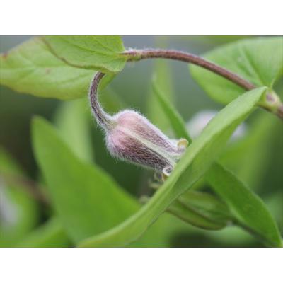 大木ナーサリー - クレマチス｜Yahoo!ショッピング