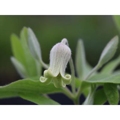 クレマチス　アルビコマ　大木ナーセリー　正規品　レア品種 クレマチス・アルビコマ1 : 大木ナーサリー - 通販 - Yahoo