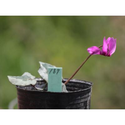 大木ナーサリー - 原種シクラメン｜Yahoo!ショッピング