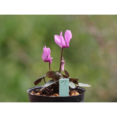 大木ナーサリー - 原種シクラメン｜Yahoo!ショッピング