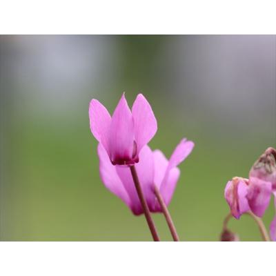 大木ナーサリー - プルプラセンス2025年｜Yahoo!ショッピング