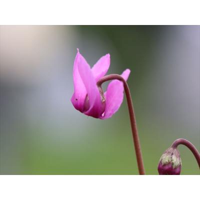 大木ナーサリー - プルプラセンス2025年｜Yahoo!ショッピング