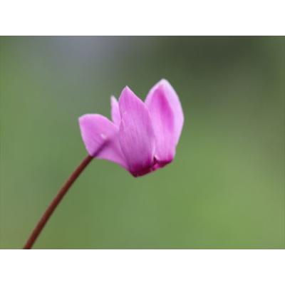 大木ナーサリー - プルプラセンス2025年｜Yahoo!ショッピング