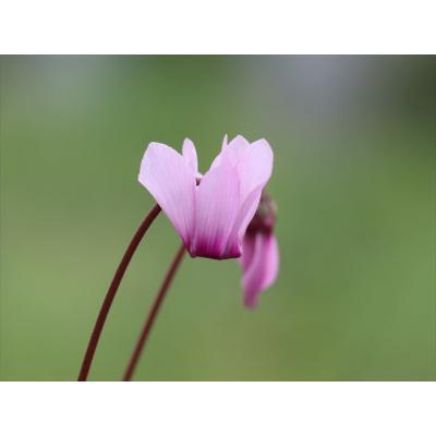 大木ナーサリー - プルプラセンス2025年｜Yahoo!ショッピング