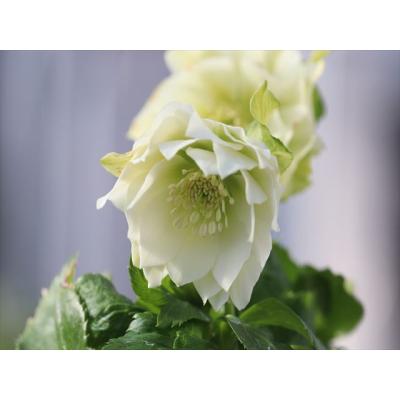 クリスマスローズ 6号 大木ナーサリー デュメ系ホワイト sd 来期用