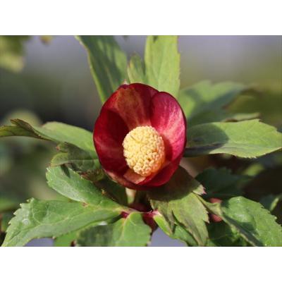 クリスマスローズ 大木ナーサリー ミスティーク 開花株 第2回 大木