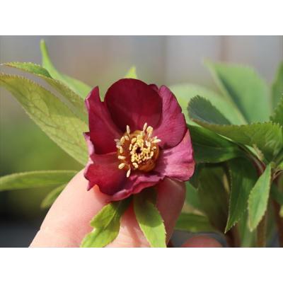 大木ナーサリー - 2024年クリスマスローズ開花株｜Yahoo