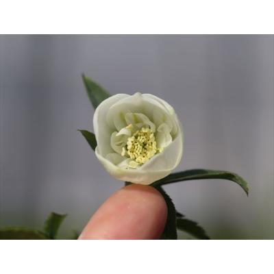 大木ナーサリー - 2024年クリスマスローズ開花株｜Yahoo