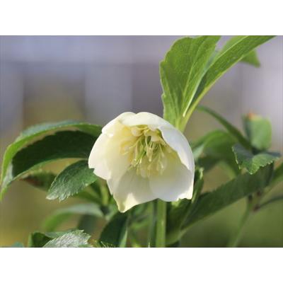 大木ナーサリー - 2026年クリスマスローズ開花株｜Yahoo!ショッピング