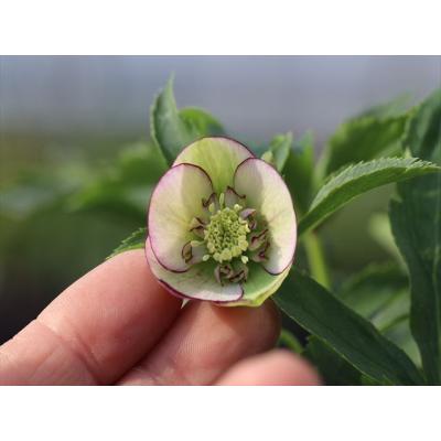 大木ナーサリー - 2026年クリスマスローズ開花株｜Yahoo!ショッピング