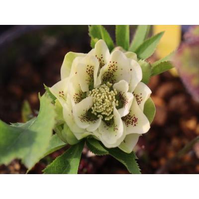 大木ナーサリー - 2026年クリスマスローズ開花株｜Yahoo!ショッピング